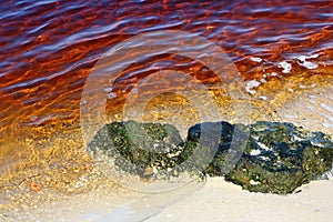 Red tide photo