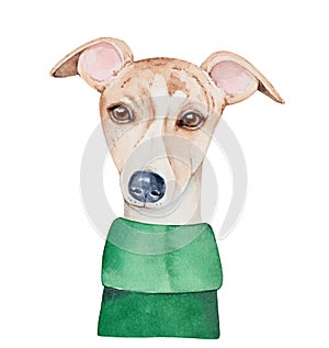 Water color illustration of pretty whippet dog wearing dark green jumper.