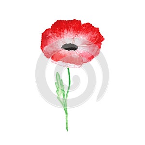 Water color red poppy isolated on white background