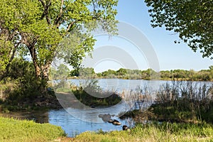 Water from the Colorado River flows into lakes and ponds