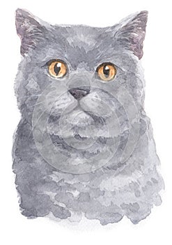 Water colour painting of British Shorthair cat 007