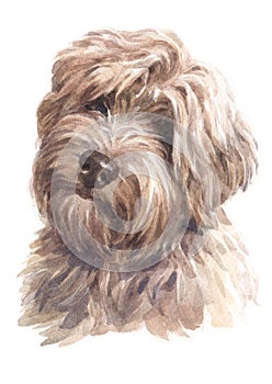 Water colour painting of brown doggy hair 022