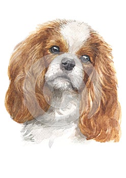 Water colour painting of Cavalier King Charles Dog 039