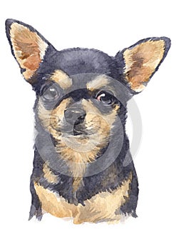 Water colour painting of Chihuahua 067