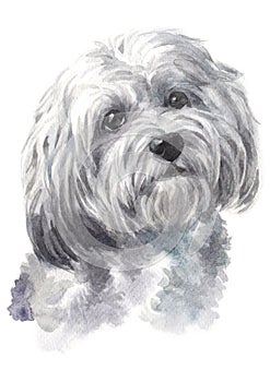 Water colour painting of dog breed Havaneses 043