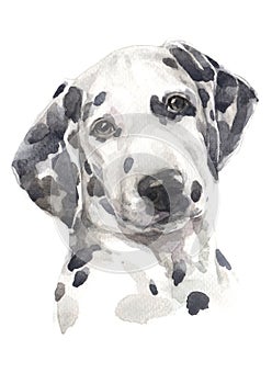 Water colour painting, dog pattern, black and white dots 036