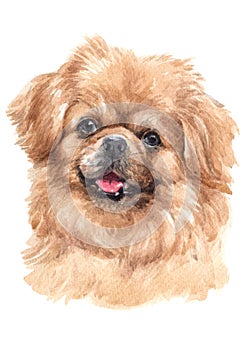 Water colour painting, dog shape, brown fur, Tibetan species, spaniel 029