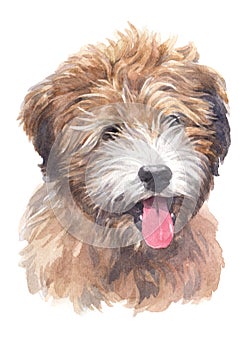 Water colour painting, dog shape, fluffy Tibetan breed, terrier 033