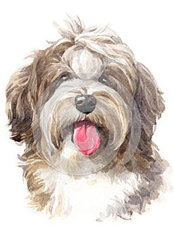 Water colour painting, dog shape, shaggy Havanese 046