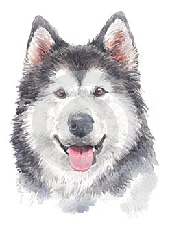 Water colour painting, dog smile Siberian Husky 031