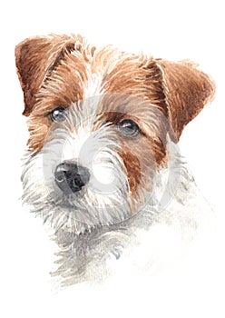 Water colour painting of dogs with brown-white hairs Jack Russell 030