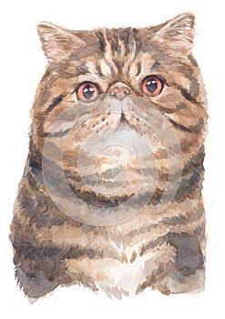 Water colour painting of Exotic shorthair cat 006