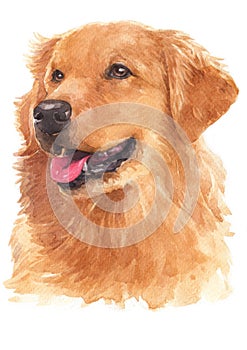 Water colour painting, Gold retriever 060