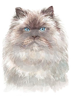 Water colour painting of Himalayan cat 014