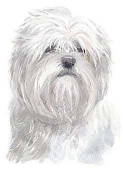 Water colour painting of Lhasa Apso 097