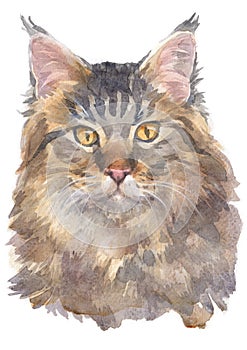 Water colour painting of Maine Coon Cat 023