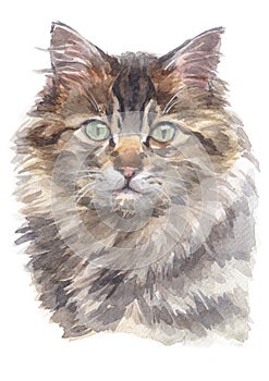 Water colour painting of Maine Coon Cat 024