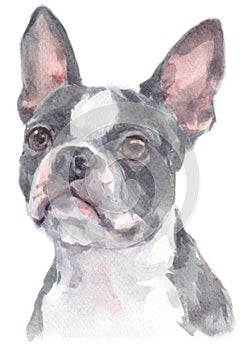 Water colour painting portrait of Boston Terrier 236