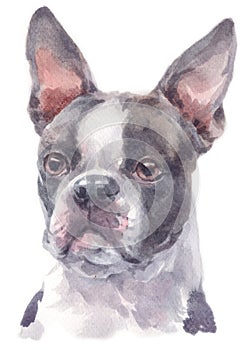 Water colour painting portrait of Boston Terrier 238