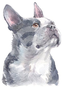 Water colour painting portrait of Boston Terrier 242