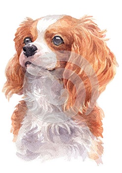 Water colour painting portrait of Cavalier 281