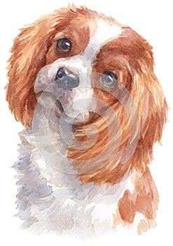 Water colour painting portrait of Cavalier 290