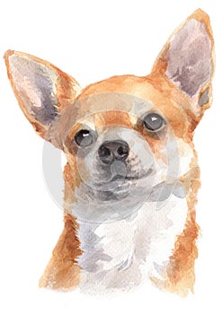 Water colour painting portrait of chihuahua short hair 321