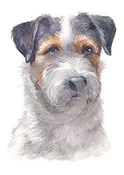 Water colour painting portrait of Jack Russell 177