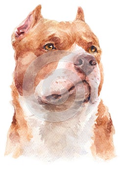 Water colour painting portrait of Pitbull dog 178