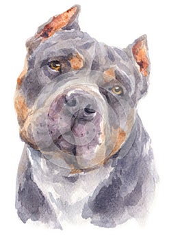 Water colour painting portrait of Pitbull dog 179