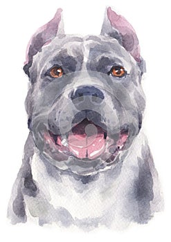 Water colour painting portrait of Pitbull dog 181