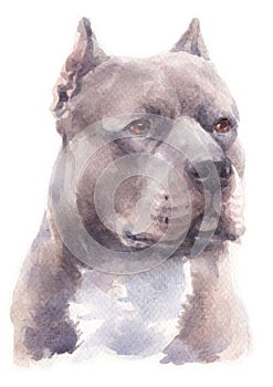 Water colour painting portrait of Pitbull dog 182