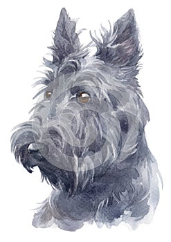 Water colour painting portrait of Scottish Terrier 111