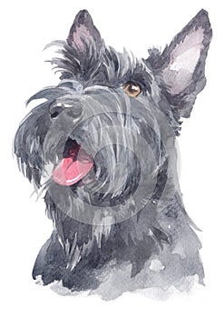 Water colour painting portrait of Scottish Terrier 112