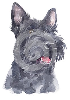 Water colour painting portrait of Scottish Terrier 114