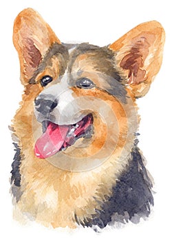 Water colour painting portrait of welsh corgi 122