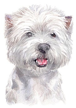 Water colour painting portrait of White Terrier 321