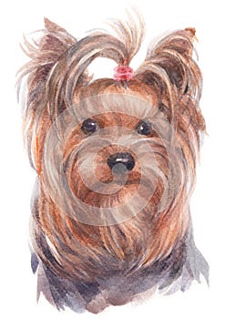 Water colour painting portrait of Yorkshire Terrier 185