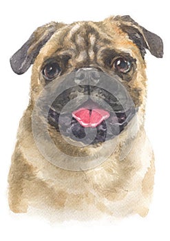 Water colour painting of Pug, It is a dog with big eyes. 099