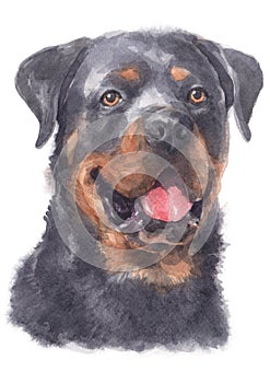 Water colour painting of Rottweiler 089