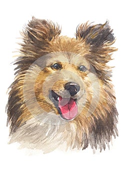 Water colour painting, Shepherd dog breed 038