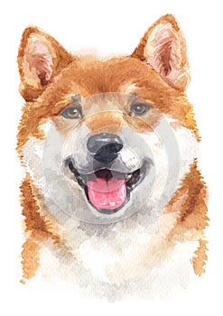 Water colour painting of Shiba inu 075