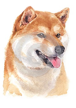 Water colour painting of Shiba inu 076