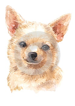 Water colour painting, small dog breed, Chihuahua 040