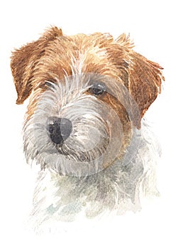 Water colour painting of a small dog, Jack Russell 032