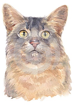 Water colour painting of Somali shorthair Cat 036