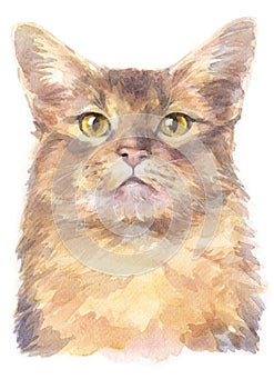 Water colour painting of Somali shorthair Cat 037