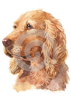 Water colour painting, Tan colour, English Cocker spaniel breed 060