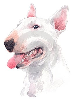 Water colour painting, white dog breed, Bull Terrier 059