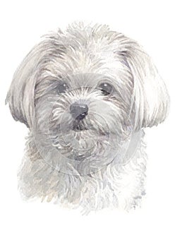 Water colour painting, white fluffy dog, Maltese breed 027